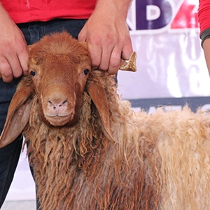 الاضاحي 1441